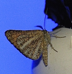 Isturgia limbaria