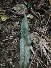 Polypodiopsida