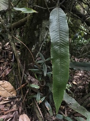 Polypodiopsida