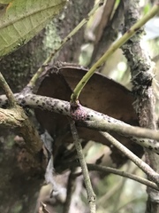 Polypodiopsida