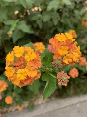 Lantana camara