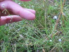 Myosotis secunda