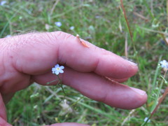Myosotis secunda