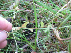 Myosotis secunda