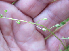 Myosotis secunda
