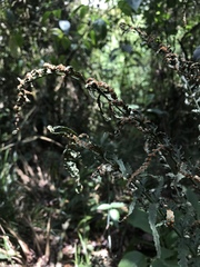 Polypodiopsida