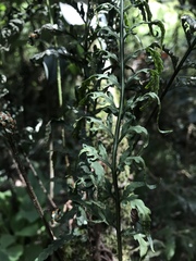 Polypodiopsida