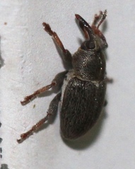 Tychius picirostris
