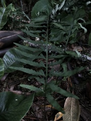 Polypodiopsida