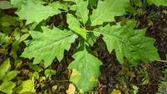 Quercus × hawkinsiae