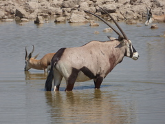 Oryx gazella