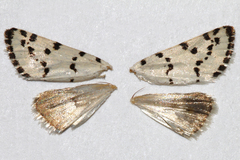 Grotella binda