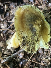 Tricholoma davisiae