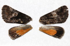 Copanarta aurea