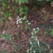 Lepidium graminifolium - Photo (c) Богданович Светлана,  זכויות יוצרים חלקיות (CC BY-NC), הועלה על ידי Богданович Светлана