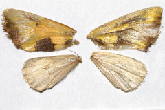 Stiria intermixta