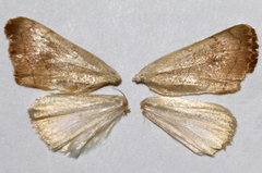 Bagisara buxea