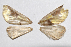 Chalcopasta fulgens