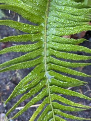Polystichum munitum