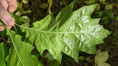 Quercus × hawkinsiae