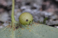 Harmandiola cavernosa
