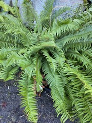 Polystichum munitum
