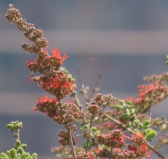 Combretum microphyllum