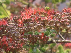 Combretum microphyllum