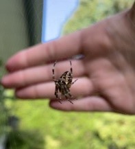 Araneus diadematus