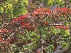 Combretum microphyllum