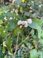 Symphoricarpos albus