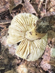 Tricholoma davisiae