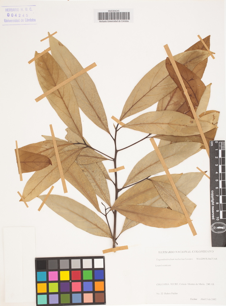 Magnolia mahechae