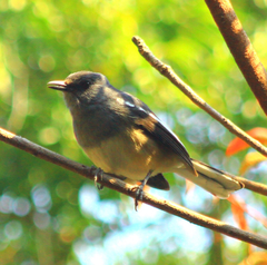 Copsychus saularis