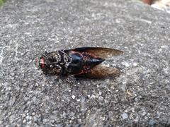 Cryptotympana holsti