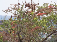 Combretum microphyllum