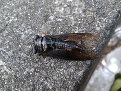 Cryptotympana holsti