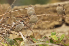 Passer domesticus