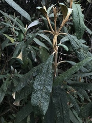 Buddleja incana