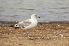 Larus michahellis