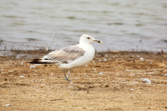 Larus michahellis