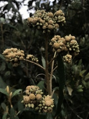 Buddleja incana