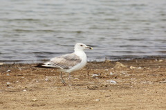 Larus michahellis