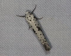 Yponomeuta irrorellus