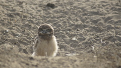 Athene cunicularia