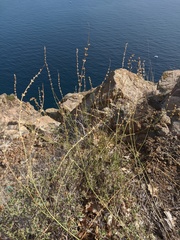 Stachys angustifolia
