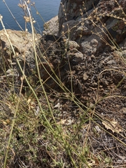 Stachys angustifolia