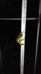 Polypedates leucomystax