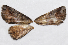 Paectes abrostolella