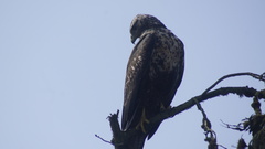 Geranoaetus melanoleucus